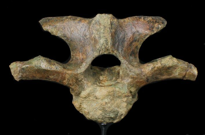 Wide Kritosaurus Cervical Vertebrae - Aguja Formation #38943